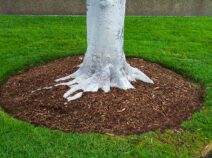 Enhancing your lawn with mulch